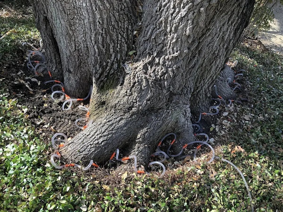 Detailed Tree Cabling and Bracing job site in Jewell